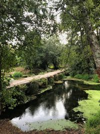 River amidst trees in forest against sky