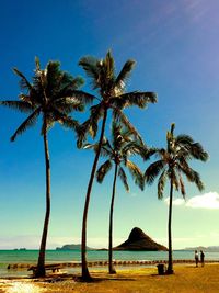 Coconut palm trees growing on beach against clear blue sky