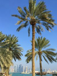 Palm trees against blue sky