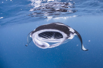 Wide angle view of a school of manta rays, in baa atoll ,madives