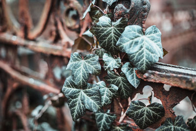 Close-up of leaf on tree