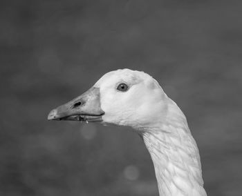 Close-up of white bird