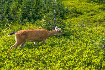 Side view of giraffe in forest