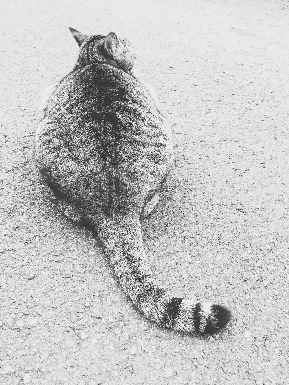 animal themes, one animal, animals in the wild, wildlife, high angle view, close-up, wall - building feature, day, sand, no people, outdoors, nature, bird, sunlight, mammal, shadow, textured, full length, dead animal, zoology