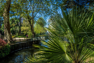 Scenic view of trees by river