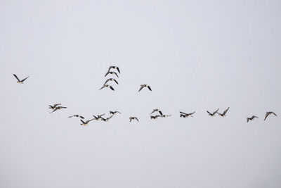 Flock of birds flying against sky
