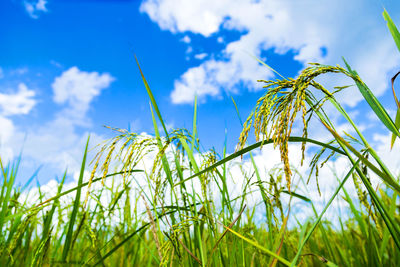 Close-up of stalks against blue sky