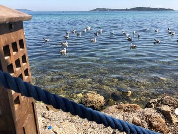 Seagulls on sea shore