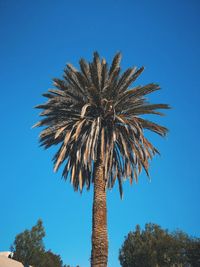 Low angle view of coconut palm tree against clear blue sky