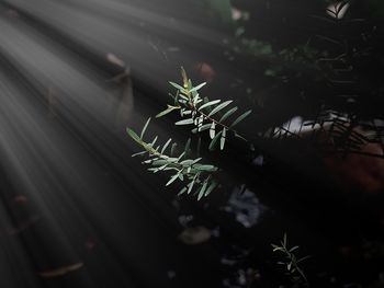 plant