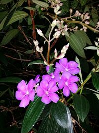 Close-up of purple flowers