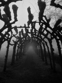 Silhouette of trees in winter