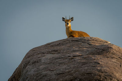 Low angle view of deer on rock against clear sky