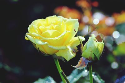 Close-up of yellow rose bud in garden