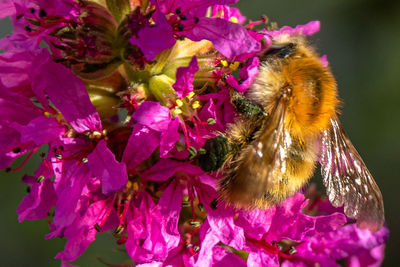 Close-up of bee pollinating on pink flower