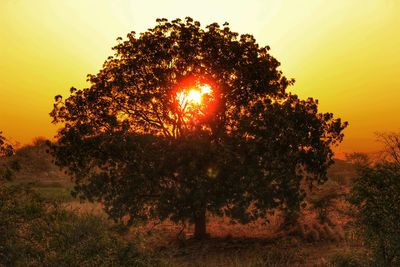 Tree on field against orange sky