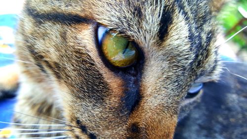 Close-up of cat looking down