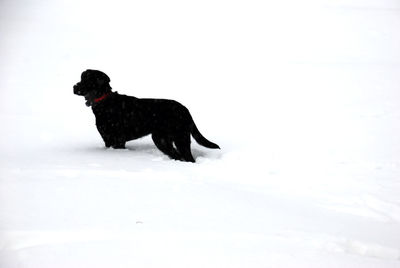 Black dog on snow during winter