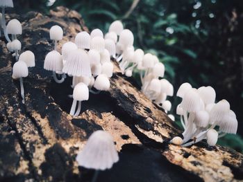 Close-up of white flowers