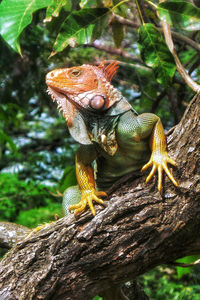 Close-up of lizard on tree