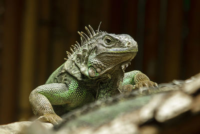 Close-up of a lizard