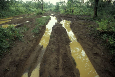 High angle view of road amidst trees in forest