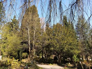 Plants growing in park against clear sky