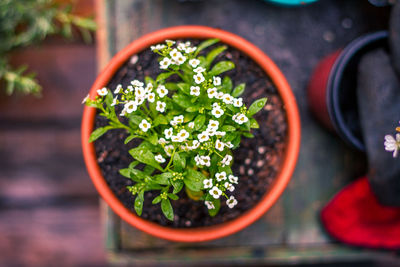 Close-up of potted plant