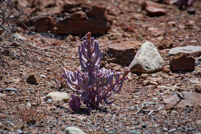 Close-up of plants on field