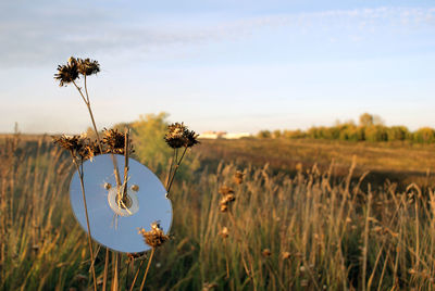 Close-up of flowers growing in field