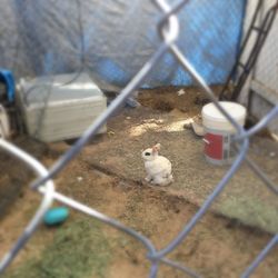 Bird perching on chainlink fence