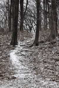 Trees in forest