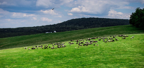 Flock of sheep grazing in a field