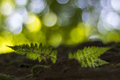 Close-up of plant growing in forest