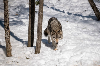 Wolf walking on snow covered field