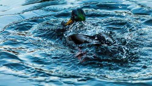 High angle view of duck swimming in water