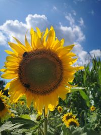 Close-up of sunflower on field against sky