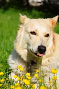 Close-up of dog on field