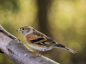 Close-up of bird perching on a tree