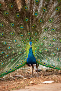 View of peacock