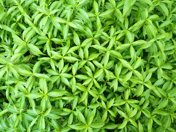 Full frame shot of plants