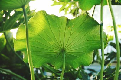 Close-up of green leaf on plant