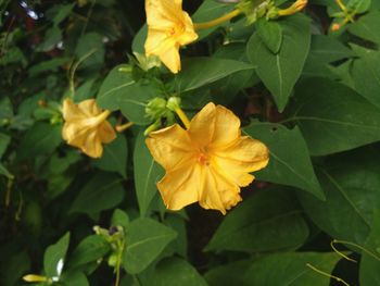 Close-up of yellow flowers blooming outdoors