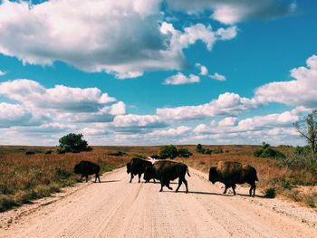 American bison on dirt road
