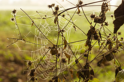 Close-up of spider web on plant at field