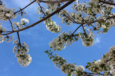 Low angle view of cherry blossoms against blue sky