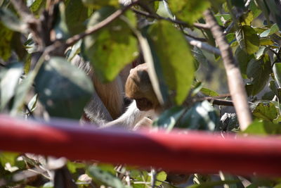 Low angle view of monkey on tree