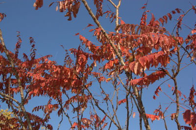 Low angle view of autumn tree against sky