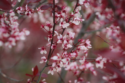 Close-up of pink cherry blossoms in spring