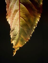 Close-up of autumn leaf against black background